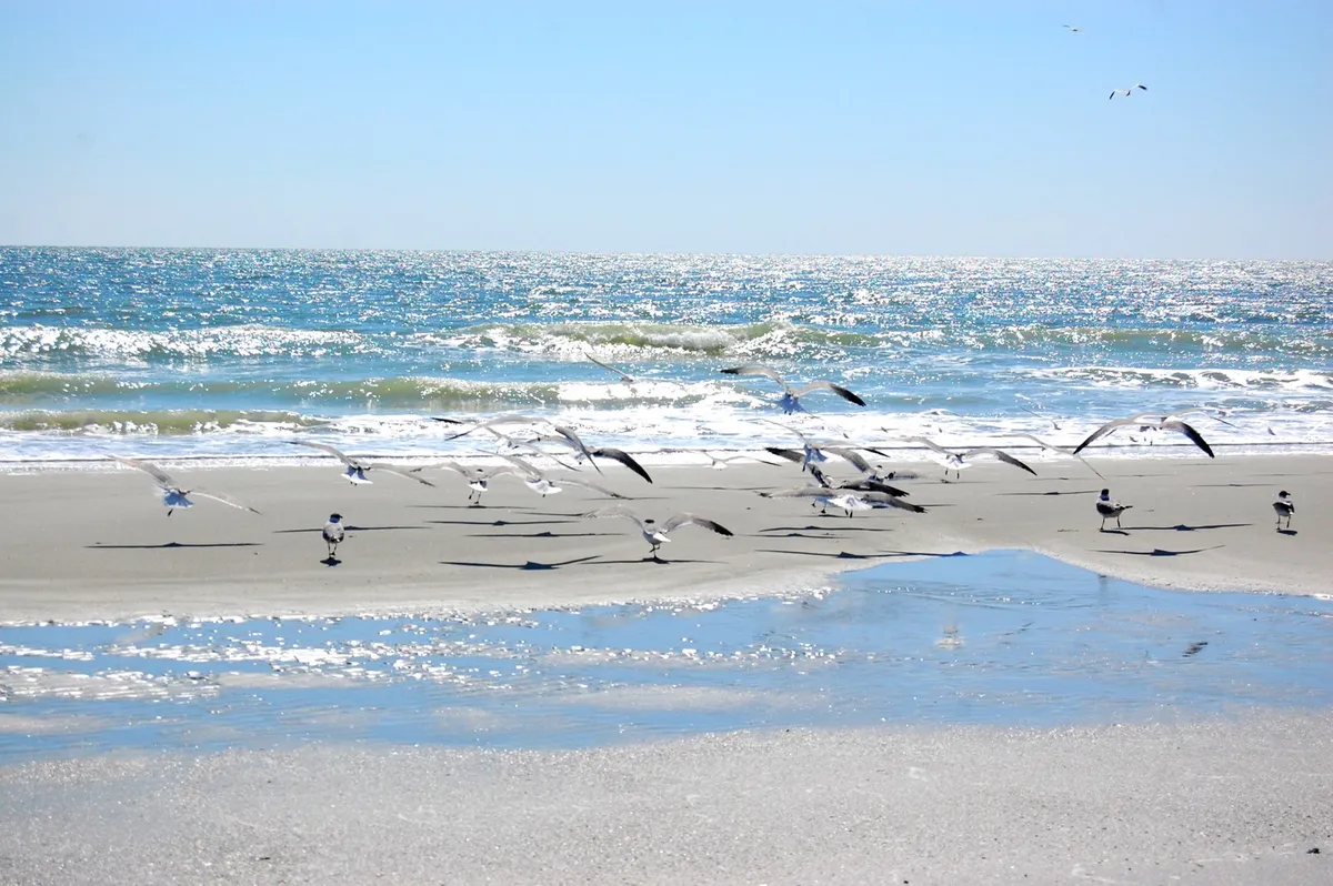 This image captures glistening ocean waves with a flock of seagulls in flight over wet sand reflecting sunlight. The beach is vibrant and inviting, perfect for jogging, yoga, or a range of water sports mentioned in the section.